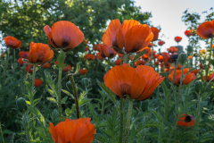 UT1605_12_Magnus_Bloom