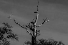 2511_15_Lena Johansson