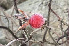 2511_22_Lisa Wennerquist