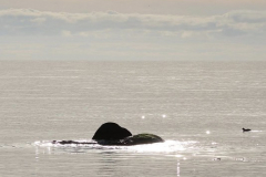 2511_23_Lisa Wennerquist