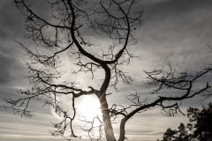 2511_2_Mikael Nygren