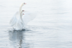 2511_4_Karmen Björkman