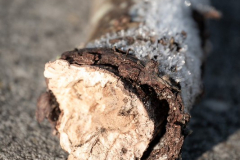 2511_6_Karmen Björkman