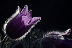 EV2404-1_Jan_Helge