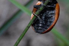 EV2404-2_Jan_Helge