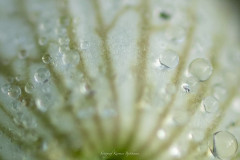 EV2608_13_Karmen-Bjorkman