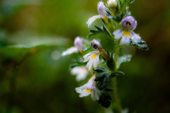 EV2608_18_Hasse-Nygren