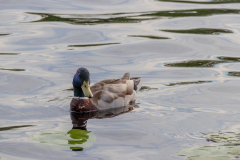 EV2306-10_Ing-Marie_Nilsson