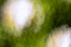 EV2604_11_Karmen-Bjorkman