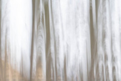 EV2604_22_Saipin-Kammool