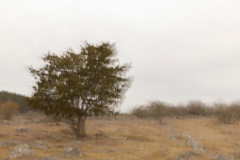 EV2604_4_Marjo-Ronka