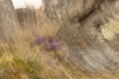 EV2604_6_Marjo-Ronka