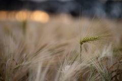 EV2406_6_Janne Helge